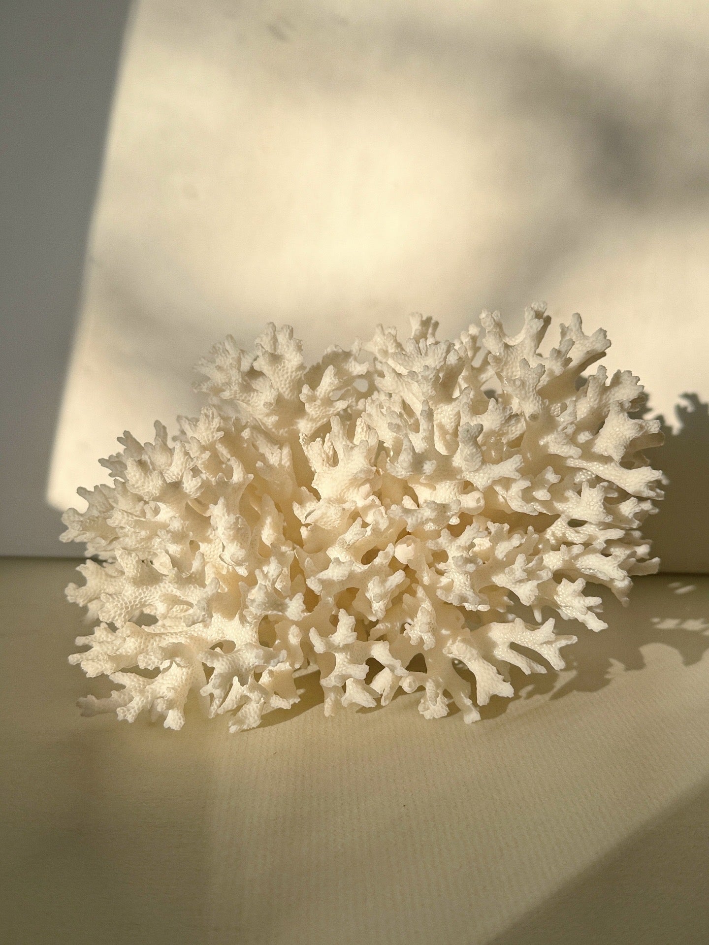White Lace Coral
