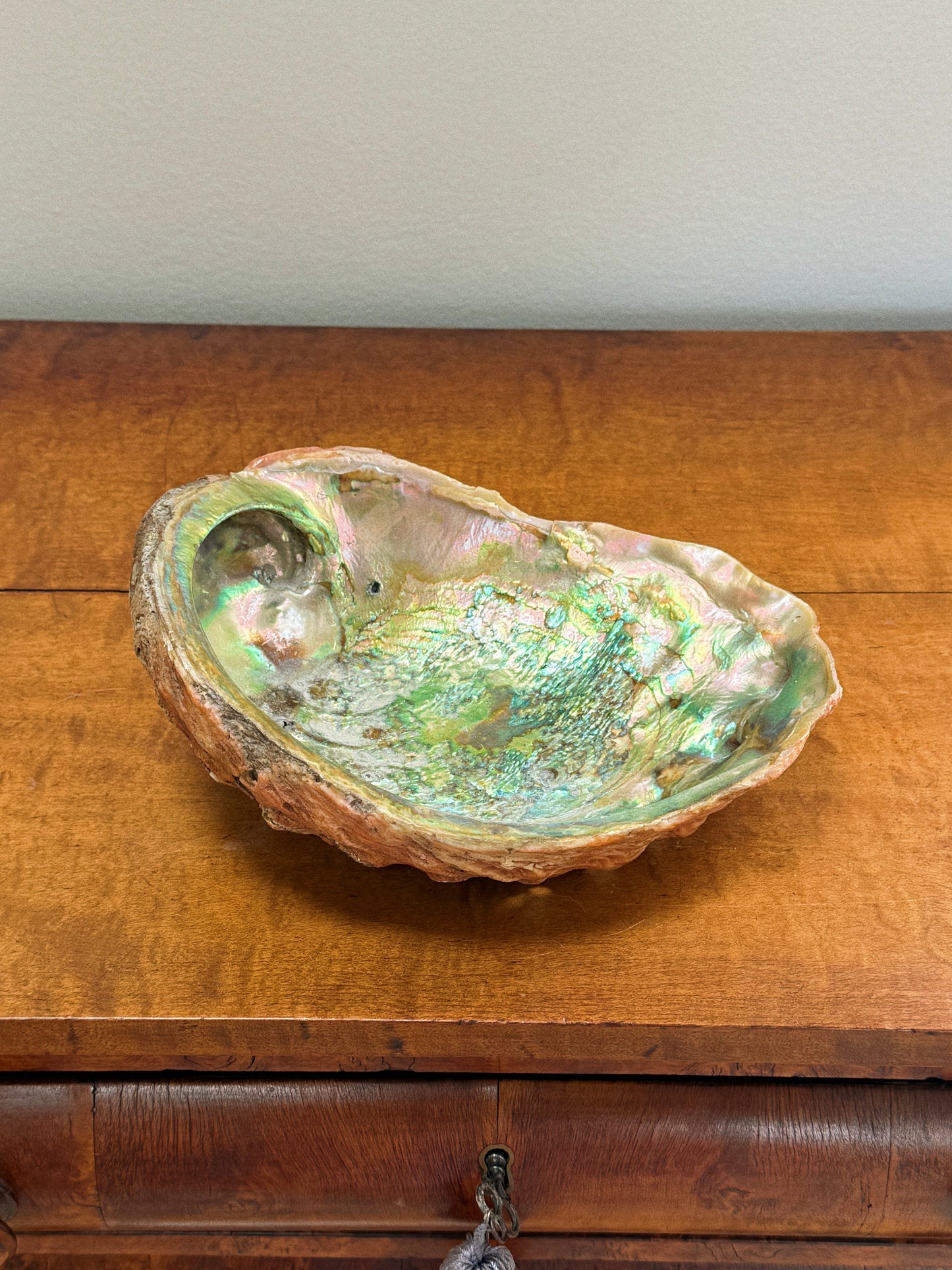 Large Abalone Shell