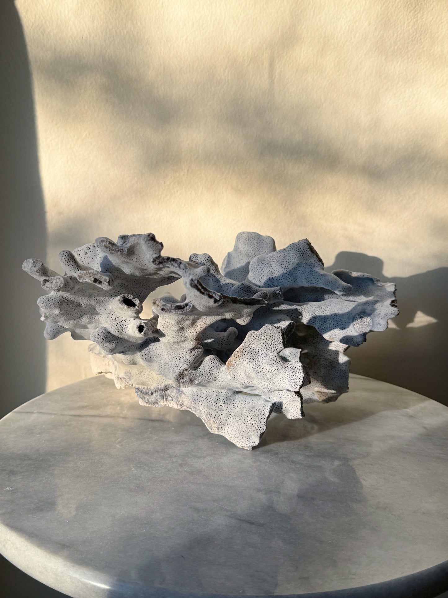 Blue Ridge Coral