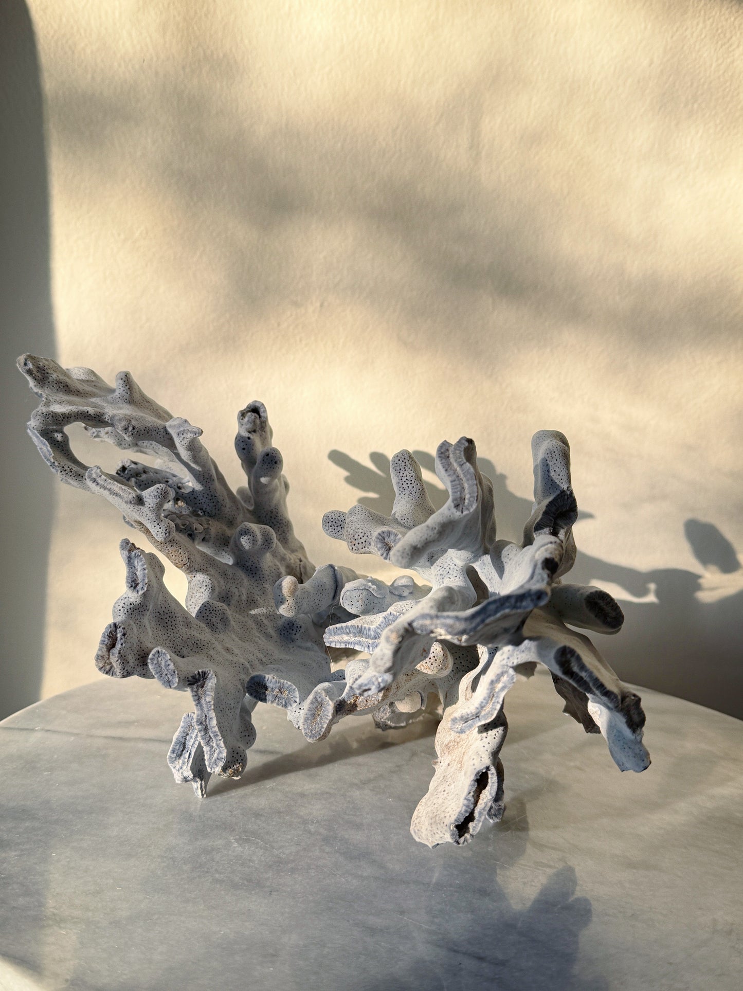 Blue Ridge Coral