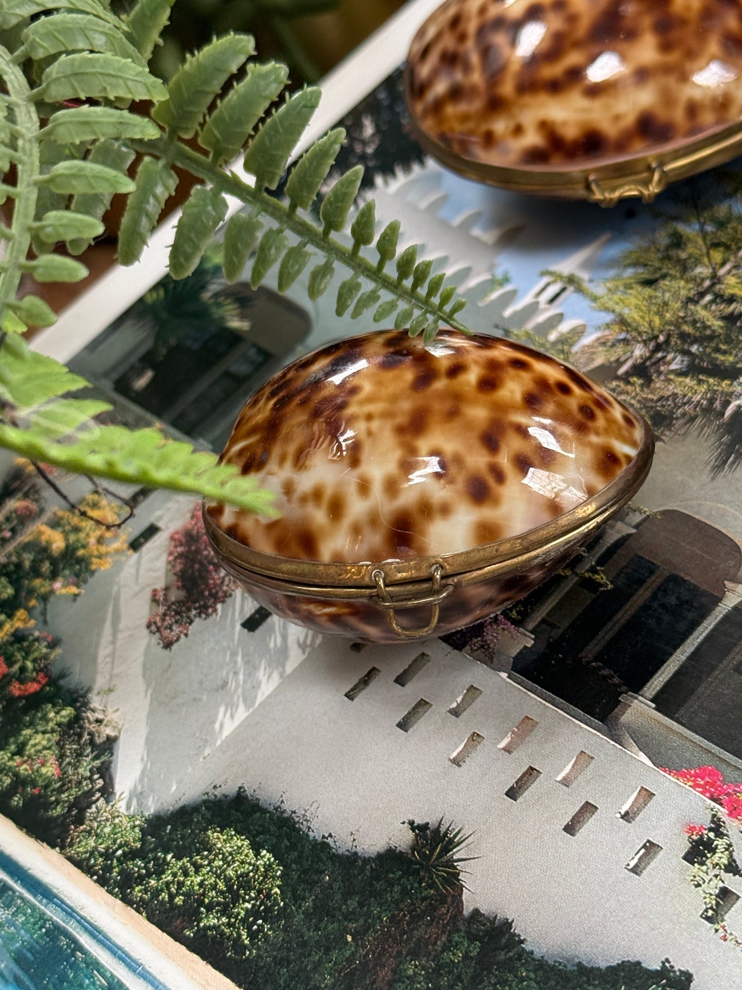 Tortoise Shell Pill Box