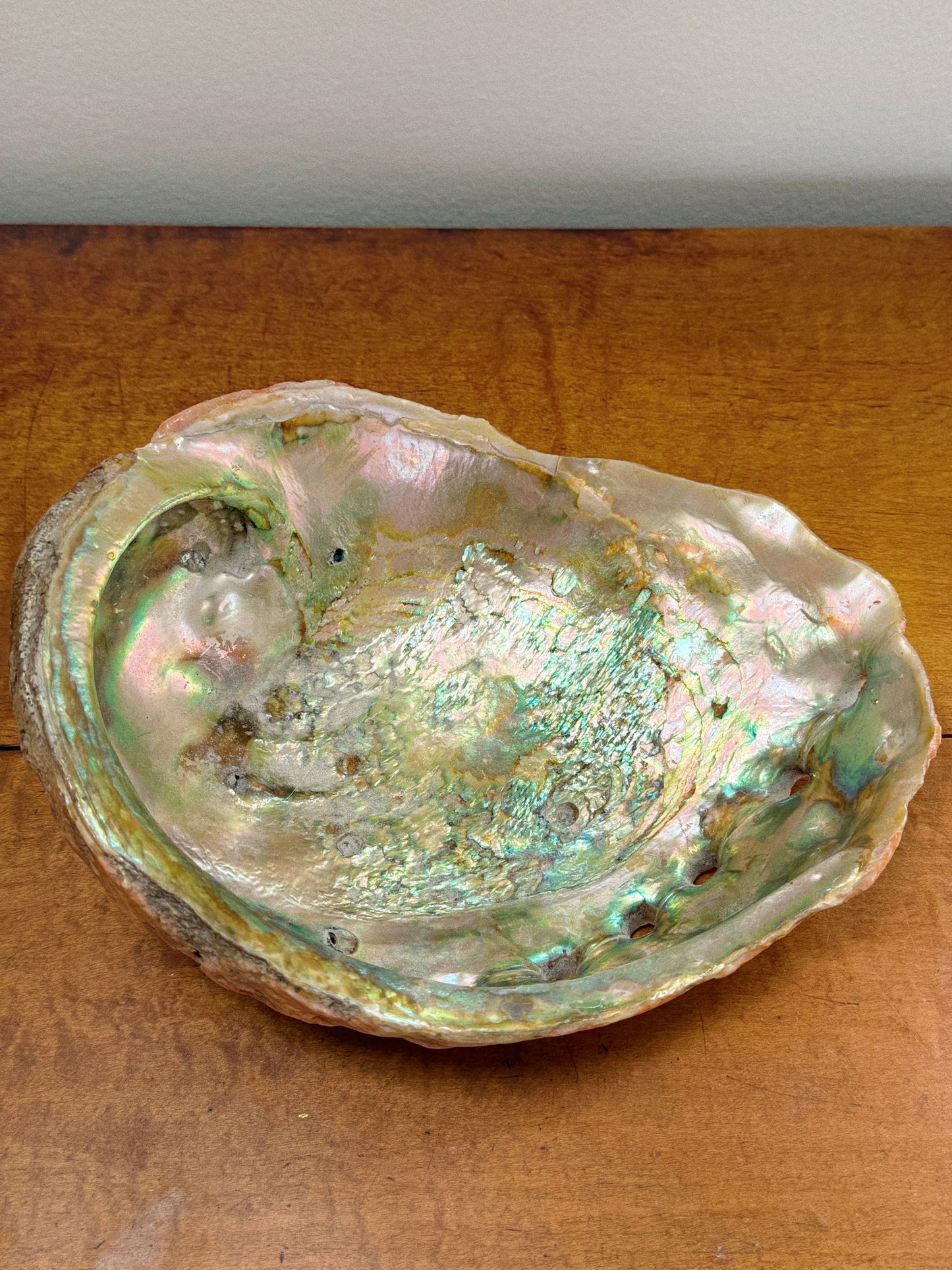 Large Abalone Shell