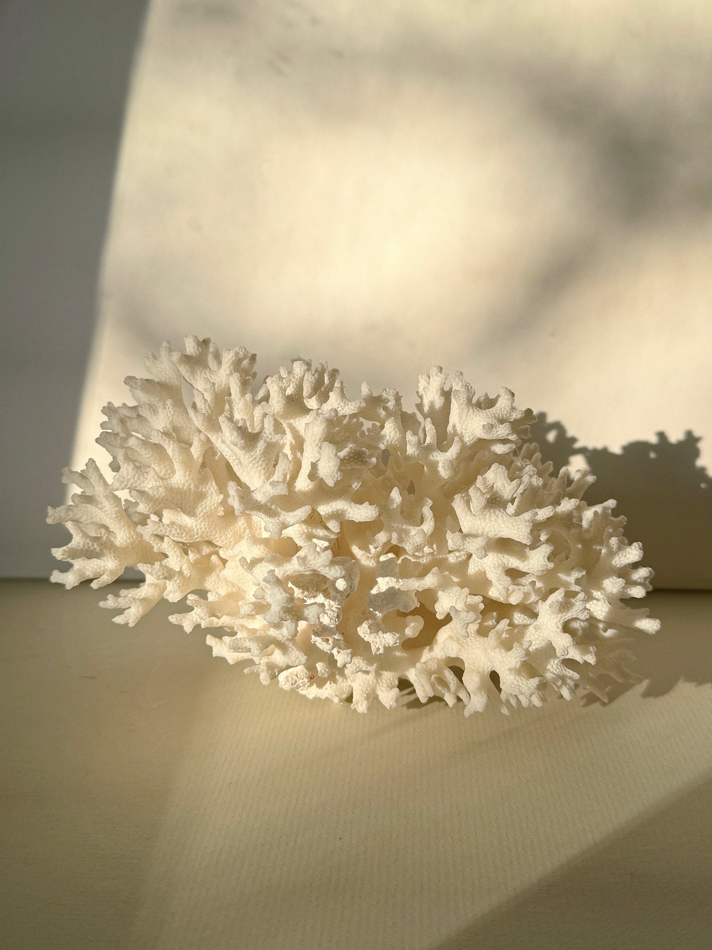 White Lace Coral