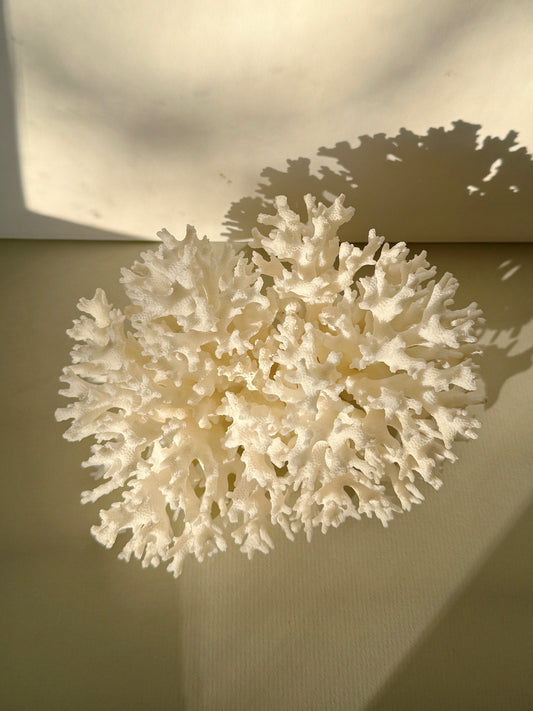 White Lace Coral