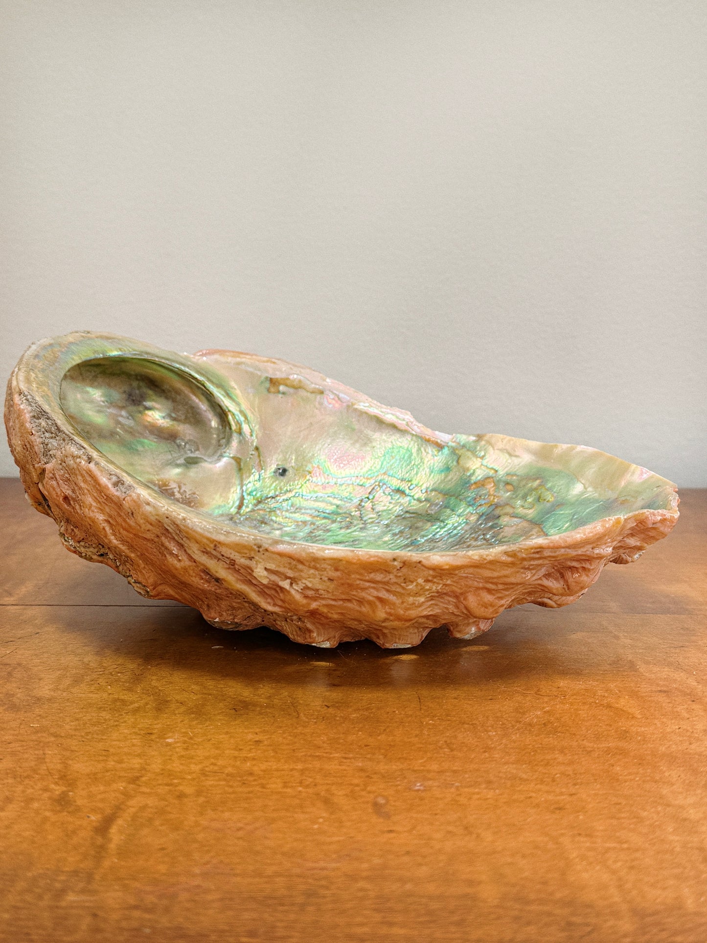 Large Abalone Shell