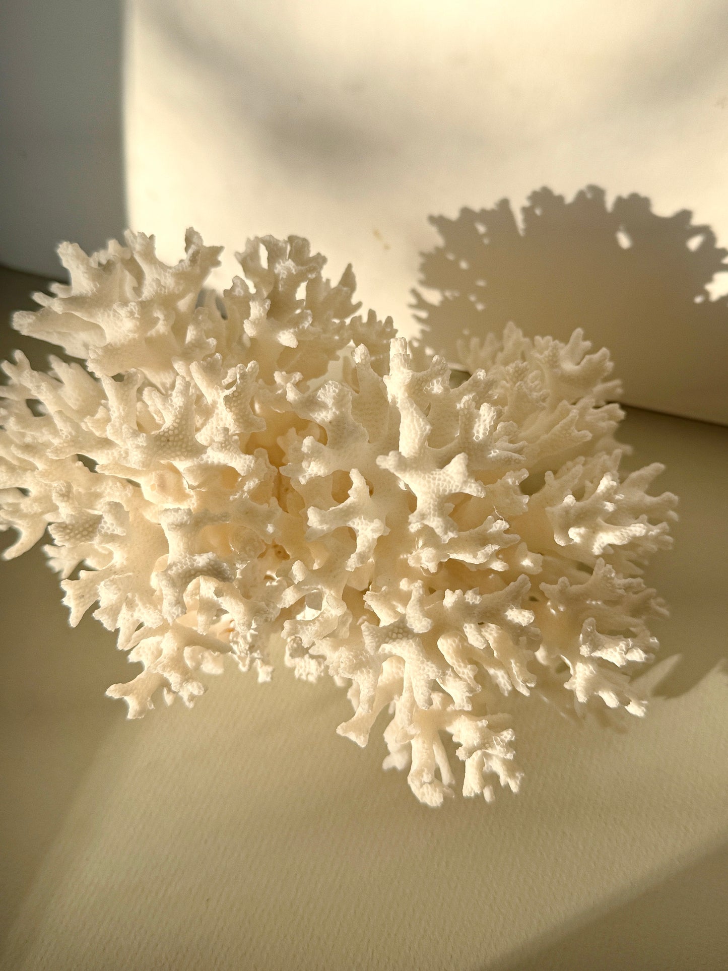 White Lace Coral
