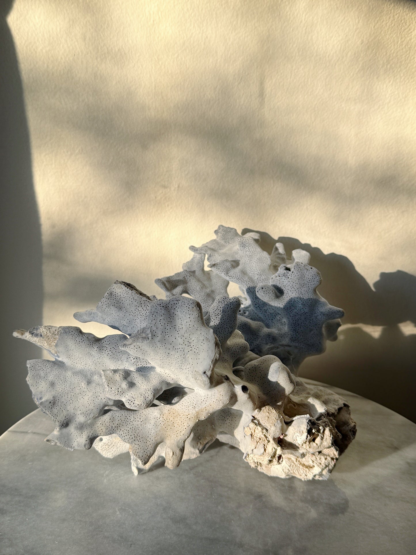 Blue Ridge Coral