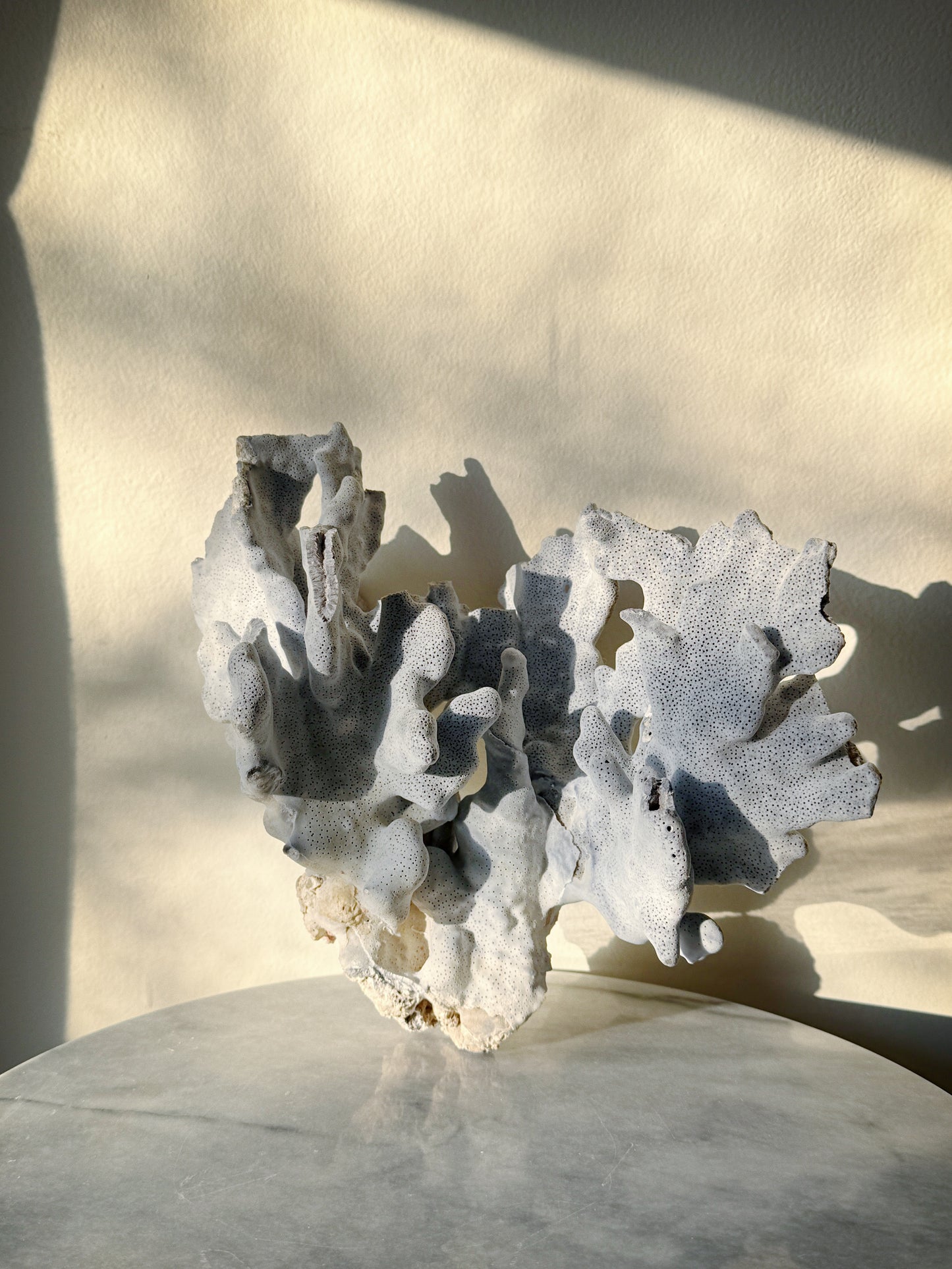 Blue Ridge Coral