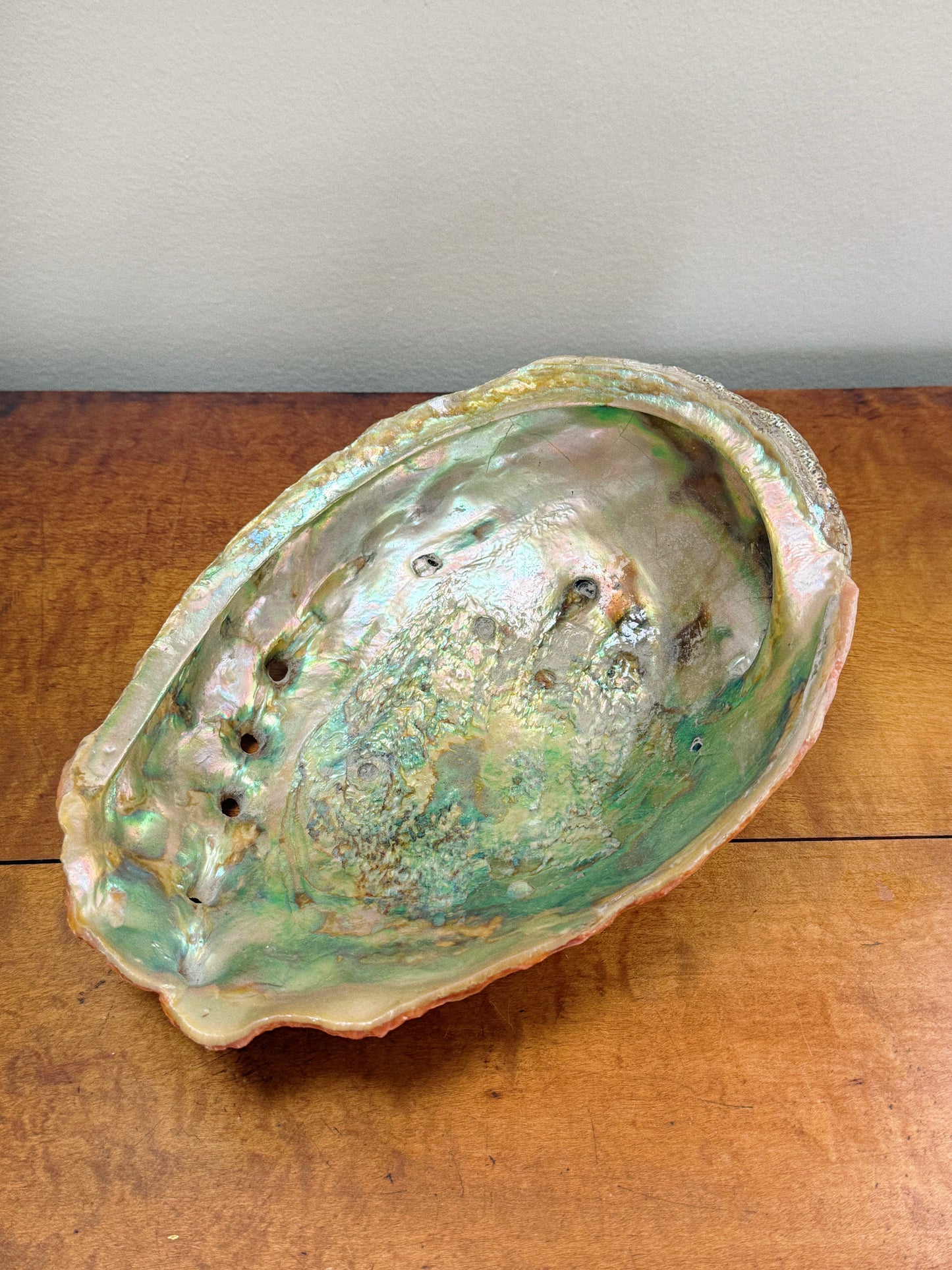 Large Abalone Shell