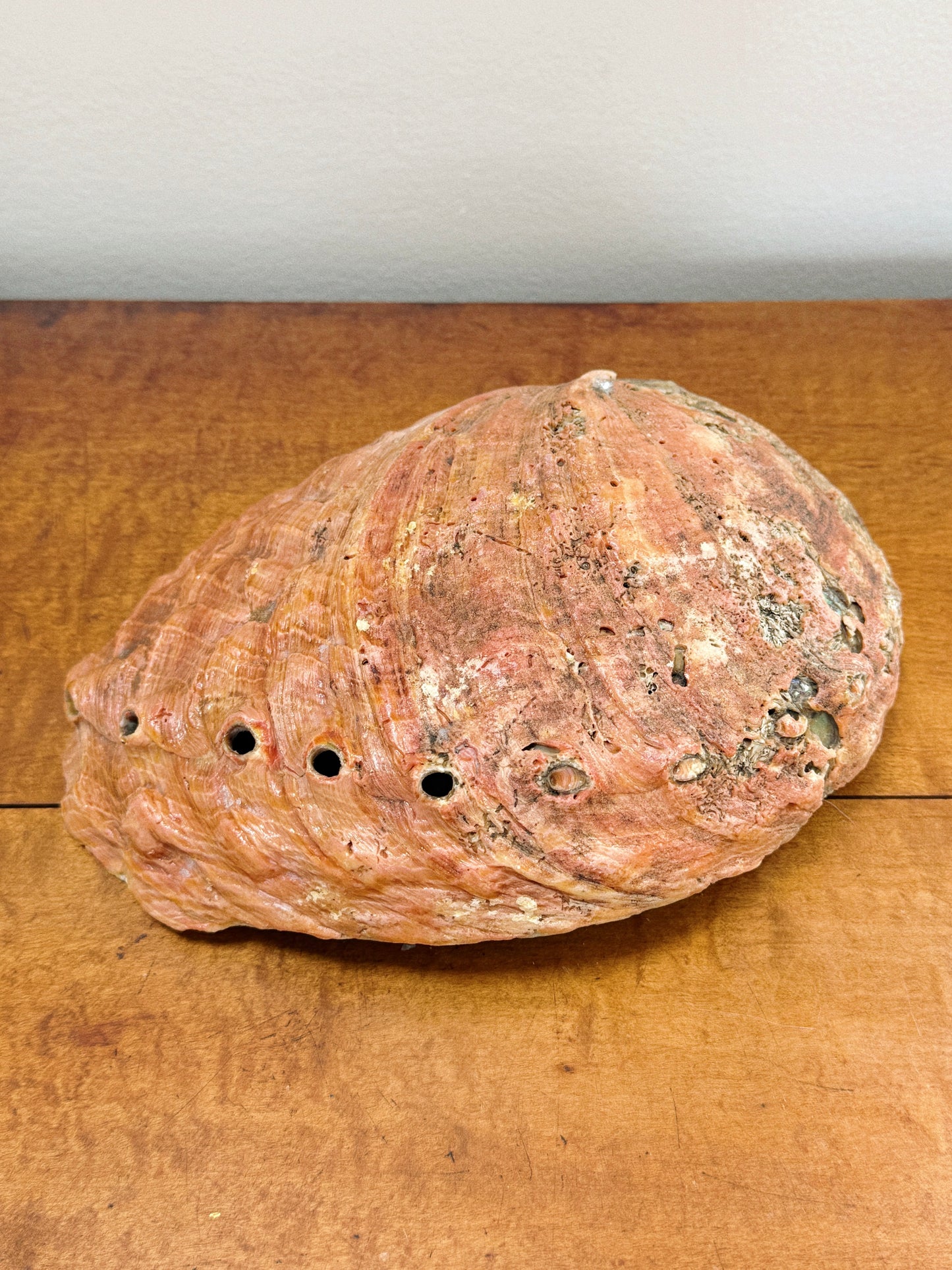 Large Abalone Shell