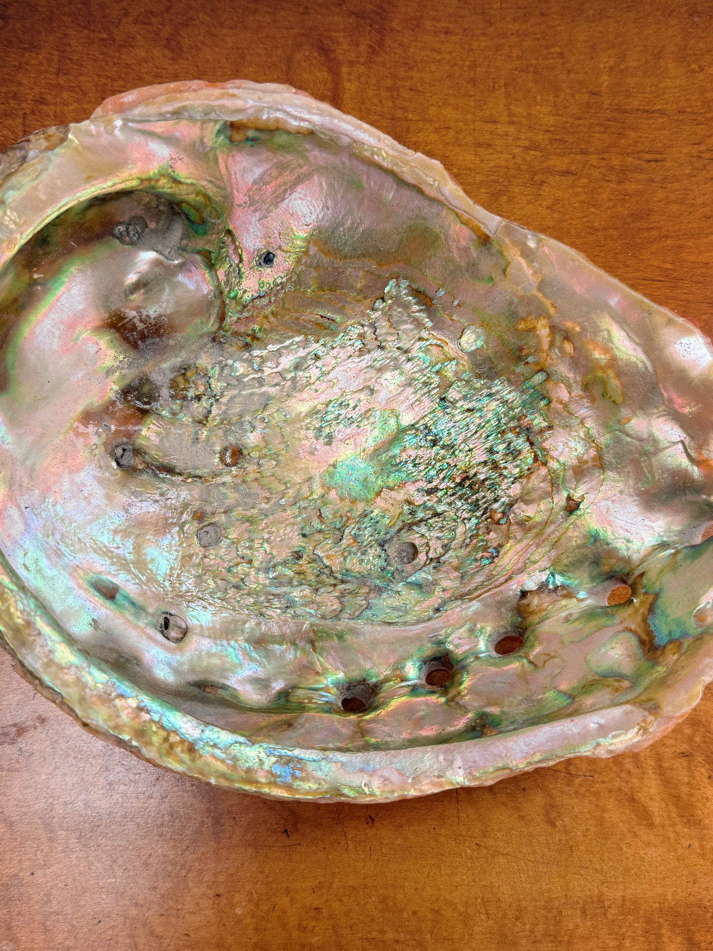Large Abalone Shell