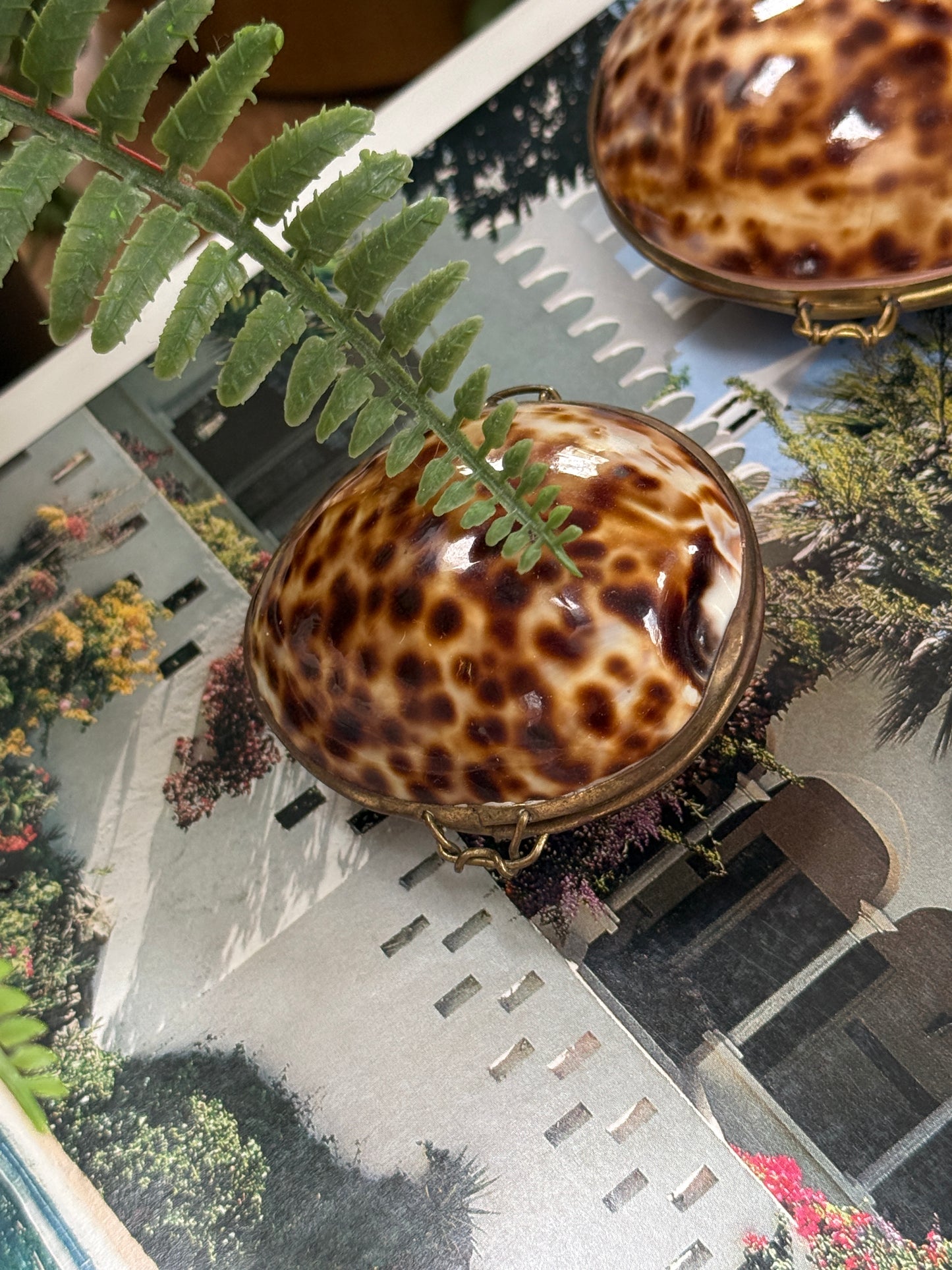 Tortoise Shell Pill Box